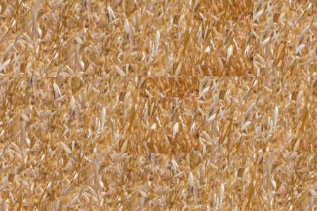 Close-up of Tall Overgrown Brown Weedsの写真素材