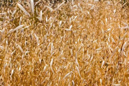 Close-up of Tall Overgrown Brown Weedsの写真素材