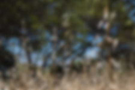 Blurred Close-up of Tall Overgrown Brown Weedsの写真素材