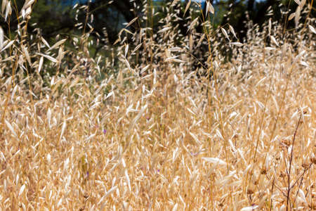 Close-up of Tall Overgrown Brown Weeds With Green Backgroundの写真素材