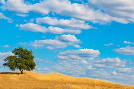 Two Green Oak Tree on Brown and Green Hill With White Clouds and Blue Sky in the Backgroundの写真素材