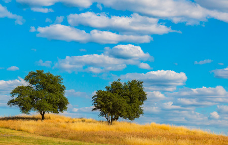 Two Green Oak Trees on Brown and Green Hill With White Clouds and Blue Sky in the Backgroundの写真素材