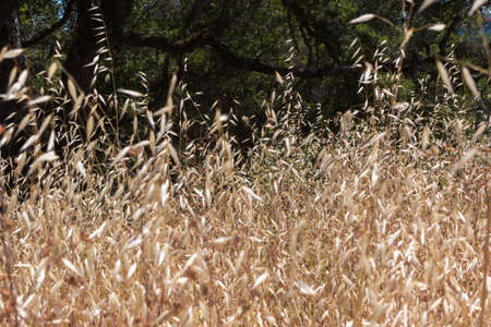 Close-up of Tall Overgrown Brown Weedsの写真素材