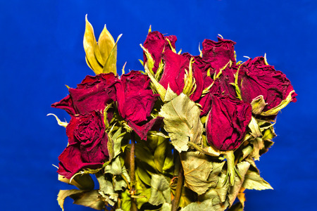 Beautiful Bouquet of Bright Red Roses With Blue Backgroundの写真素材