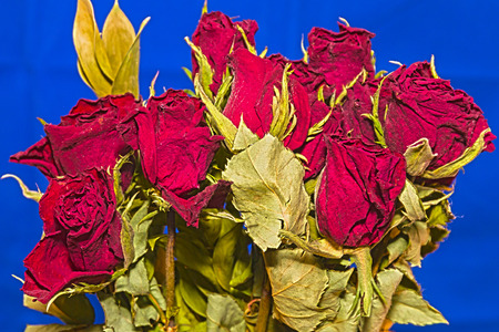 Beautiful Bouquet of Bright Red Roses With Blue Backgroundの写真素材