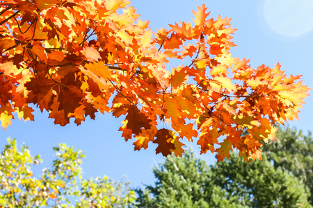 Close up View of Fall Colorful Leaves With Some Blue Sky in the Backgroundの写真素材