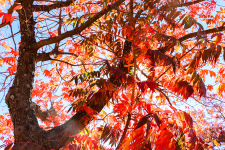Tree With Red Leaves in the Fall Season With Blue Sky and Sunlight in the Backgroundの写真素材