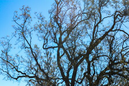 Beautiful Views of Bright Green Trees in the Forestの写真素材