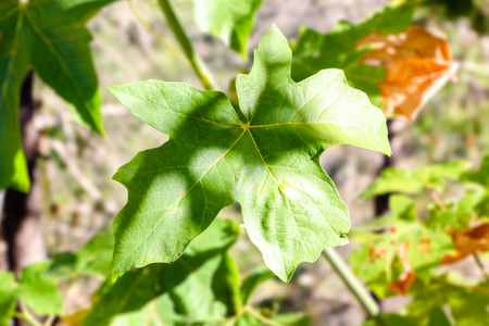 Close up View of Fall Colorful Leaves With Some Blue Sky in the Backgroundの写真素材