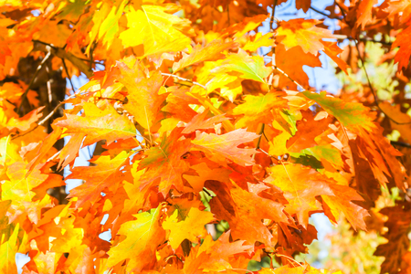 Close up View of Fall Colorful Leaves With Some Blue Sky in the Backgroundの写真素材