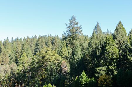 Beautiful Views of Bright Green Trees in the Forestの写真素材