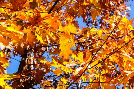 Close up View of Fall Colorful Leaves With Some Blue Sky in the Backgroundの写真素材