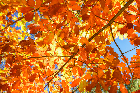 Close up View of Fall Colorful Leaves With Some Blue Sky in the Backgroundの写真素材
