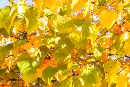 Close up View of Fall Colorful Leaves With Some Blue Sky in the Backgroundの写真素材