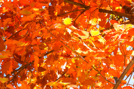 Close up View of Fall Colorful Leaves With Some Blue Sky in the Backgroundの写真素材
