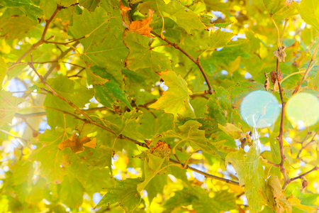 Close up View of Fall Colorful Leaves With Some Blue Sky in the Backgroundの写真素材