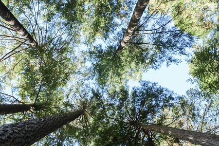 Beautiful Views of Bright Green Trees in the Forest