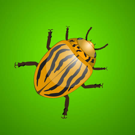 Colorado potato insect. Template for any interface, site or application. It is used in agriculture. Vector illustration.のイラスト素材