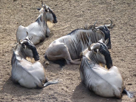 The herd of wildebeestの写真素材