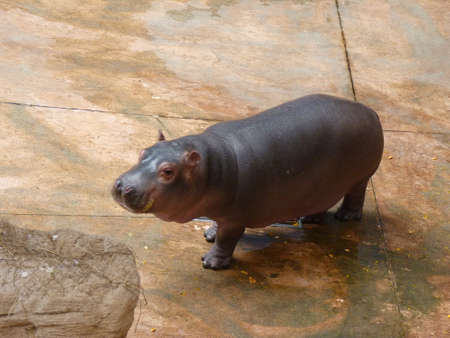 A small hippopotamusの写真素材