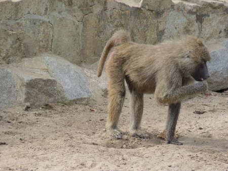 baboonの写真素材