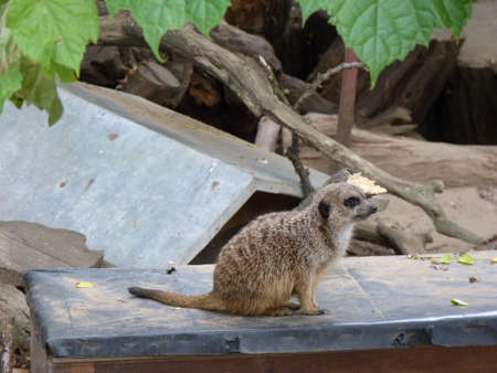 Meerkat or Suricate (Suricata Suricatta)の写真素材