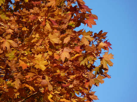 Autumn tree. Red colors in autumn. Maple tree.
