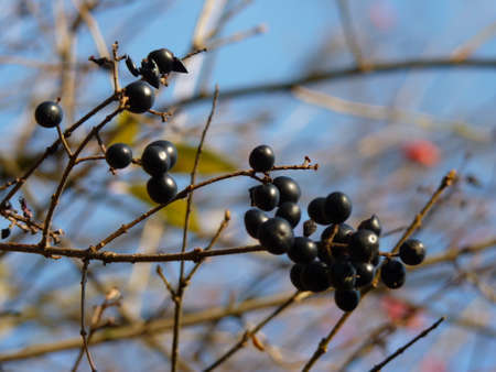 Frangula alnus Alder Buckthorn fruitの写真素材