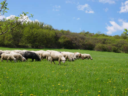 Flock of sheep grazing. Sheeps on mountain meadowの写真素材