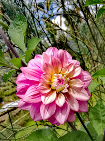 beautiful pink flower in the peruvian highlandsの写真素材