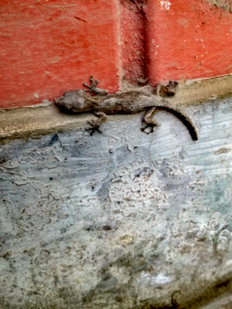 brown lizard on a wallの写真素材