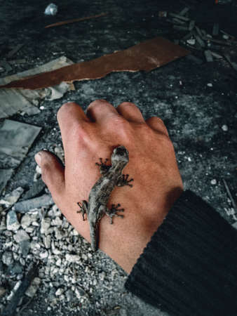 gray lizard in a man's handの写真素材