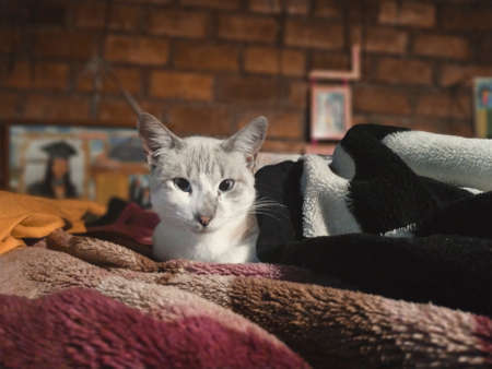 white cat lying on a bed looking towards the camera