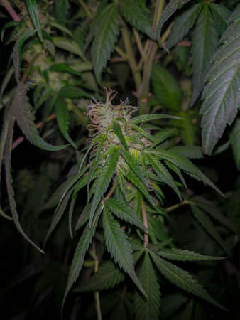 freshly flowering cannabis plantの写真素材