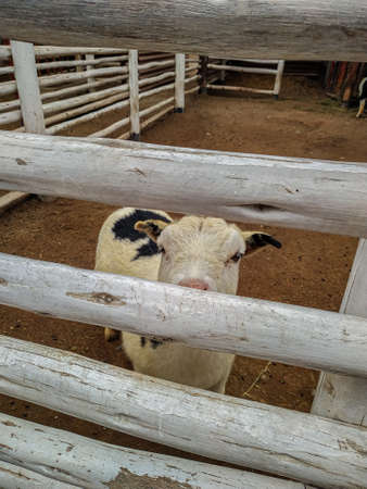 Peru Lima; Beautiful goat observing the camera on a farm