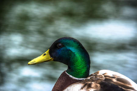 Male mallard duck sitting beside lakeの写真素材