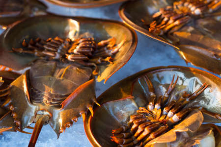 Fresh horseshoe crab on ice for sale at the local market in Sattahip, Thailandの写真素材