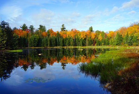Blue sky and autumn colours reflecting in a small lake in Gatineau Park north of Chelsea, Quebecの写真素材