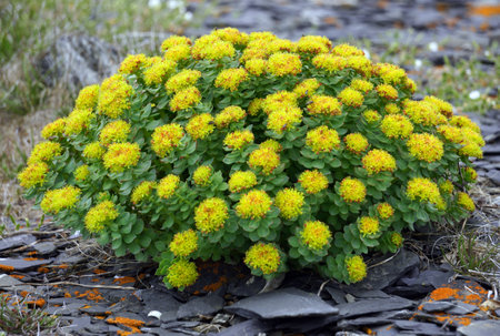 Wildflowers on rocky ground in northern Newfoundland in early summerの写真素材