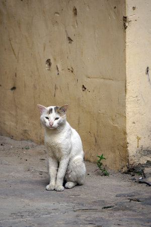 Stray cat with white fur sitting near a street corner in Zanzibar's Stone Townの写真素材