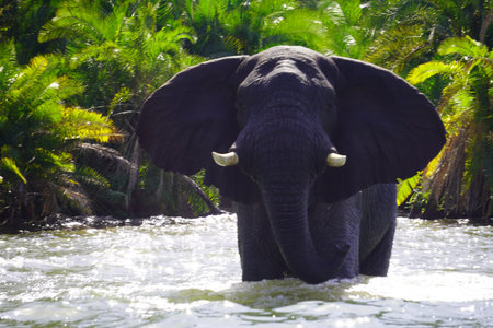 African elephant bathing near the shore of Lake Victoriaの写真素材