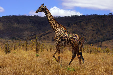 Giraffe in Serengeti National Park, Tanzania, Africaの写真素材