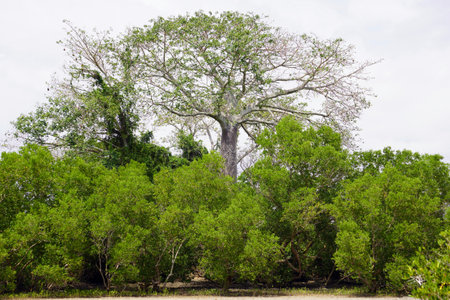 Mangrove trees in the rainforestの写真素材
