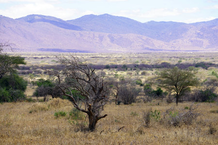 African savannah with a dry tree and mountains in the background.の写真素材