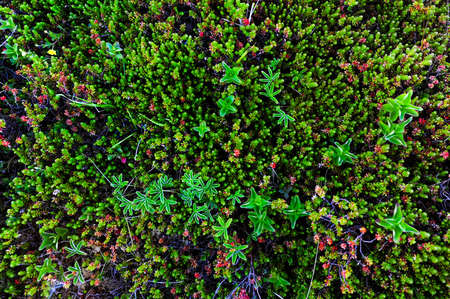Ground with grass and moss on the north of Norwayの写真素材