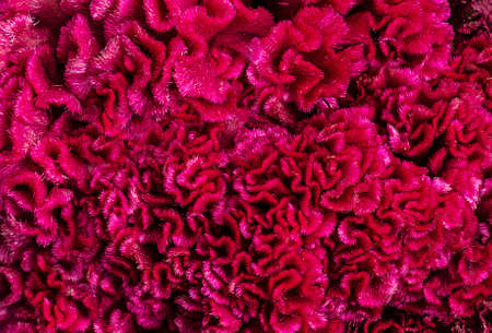 Flover Celosia backgroundの写真素材