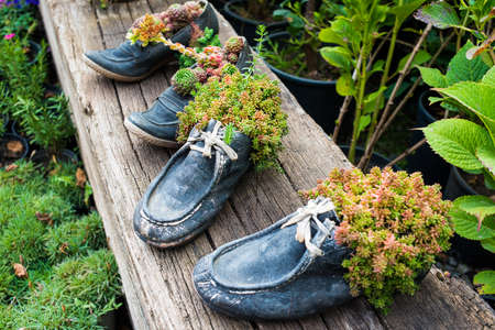 Old boots used as flower potsの写真素材