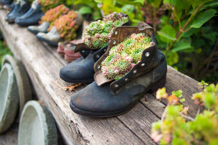 Old boots used as flower potsの写真素材