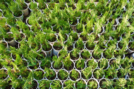 Thuja seedling in small plastic potsの写真素材