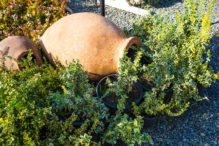 Decorative pots with herbs and bushes in the gardenの写真素材